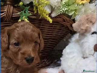 Cockapoo dogs Toy cockerpoo health tested licensed Breeder - Advert 18