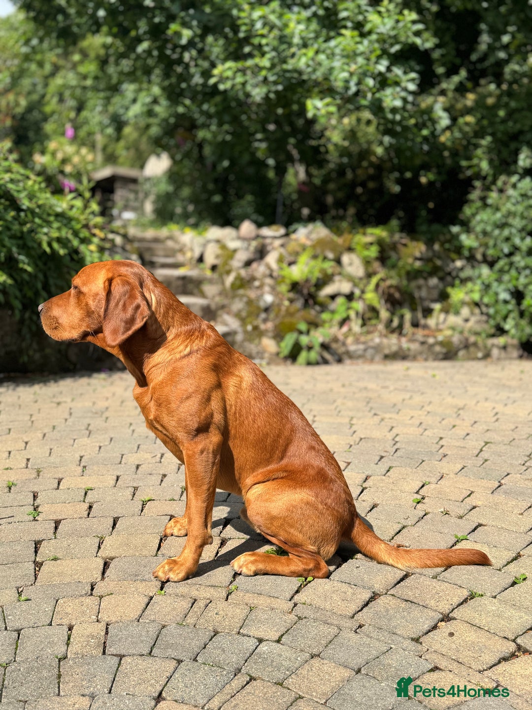 Labrador Retriever dogs for stud: Stud Dog – Jura (Morar’s Extravagance) Fox Red - Image 6