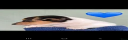 Jack Russell dogs for sale: Stunning jack russell puppies  in Reading - Advert 9