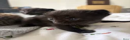 Mixed Breed cats for sale: 8 beautiful kittens for sale❤️ - Advert 4