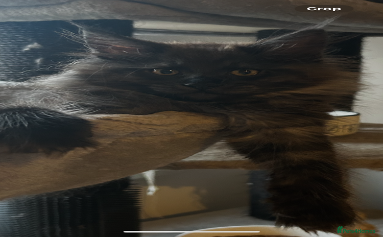 Maine Coon cats - Advert 16