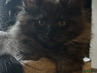 Maine Coon cats - Advert 12