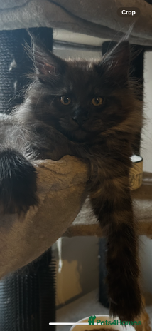 Maine Coon cats - Advert 16