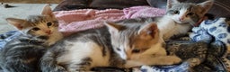 Mixed Breed cats for sale: Grey and white kittens ready now - Advert 4