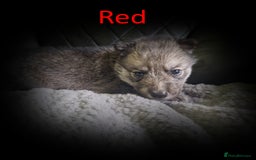 Shepsky dogs for sale: Siberian husky hybrid pups - Image 19