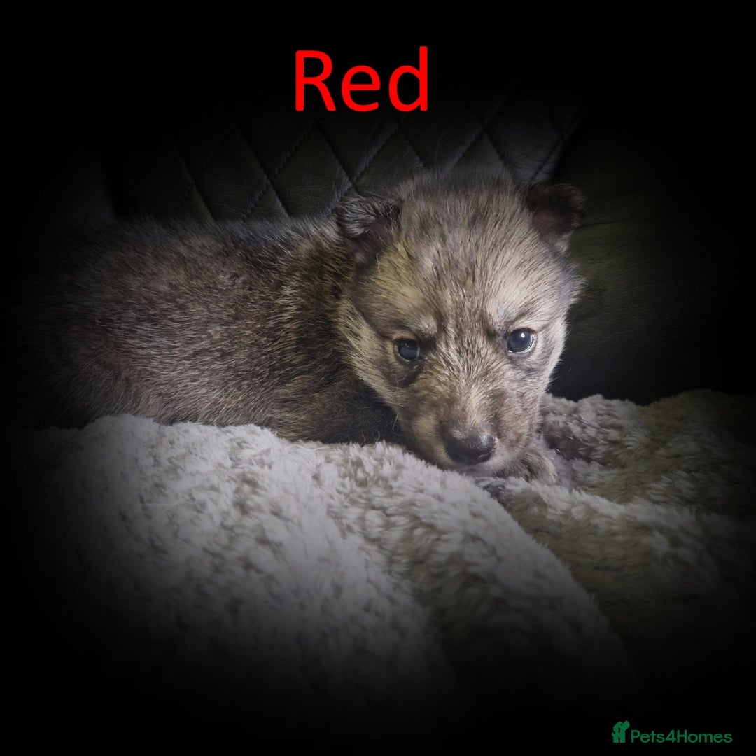Shepsky dogs for sale: Siberian husky hybrid pups - Image 19