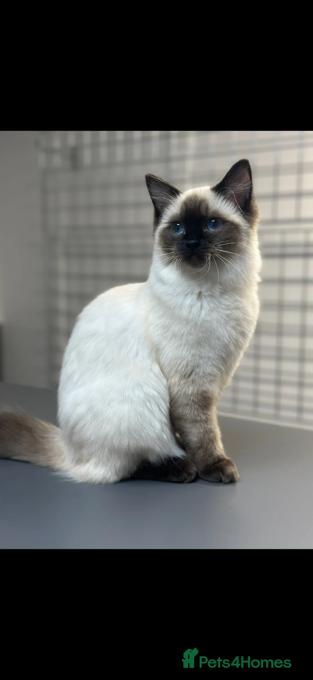 Ragdoll cats for sale: Ragdoll X Lynx kitten in Hamilton - Advert 1