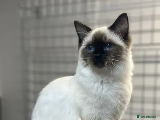 Ragdoll cats Ragdoll X Lynx kitten - Advert 2