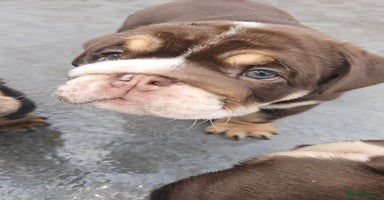 English Bulldog dogs - Advert 2
