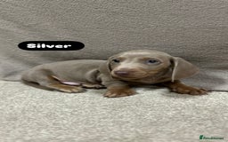 Miniature Dachshund dogs for sale: Stunning pure miniature dachshunds - Image 21