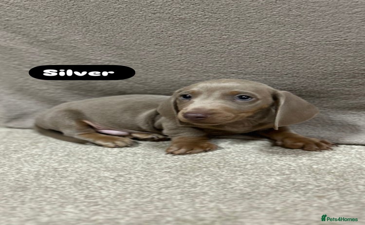 Miniature Dachshund dogs - Advert 3