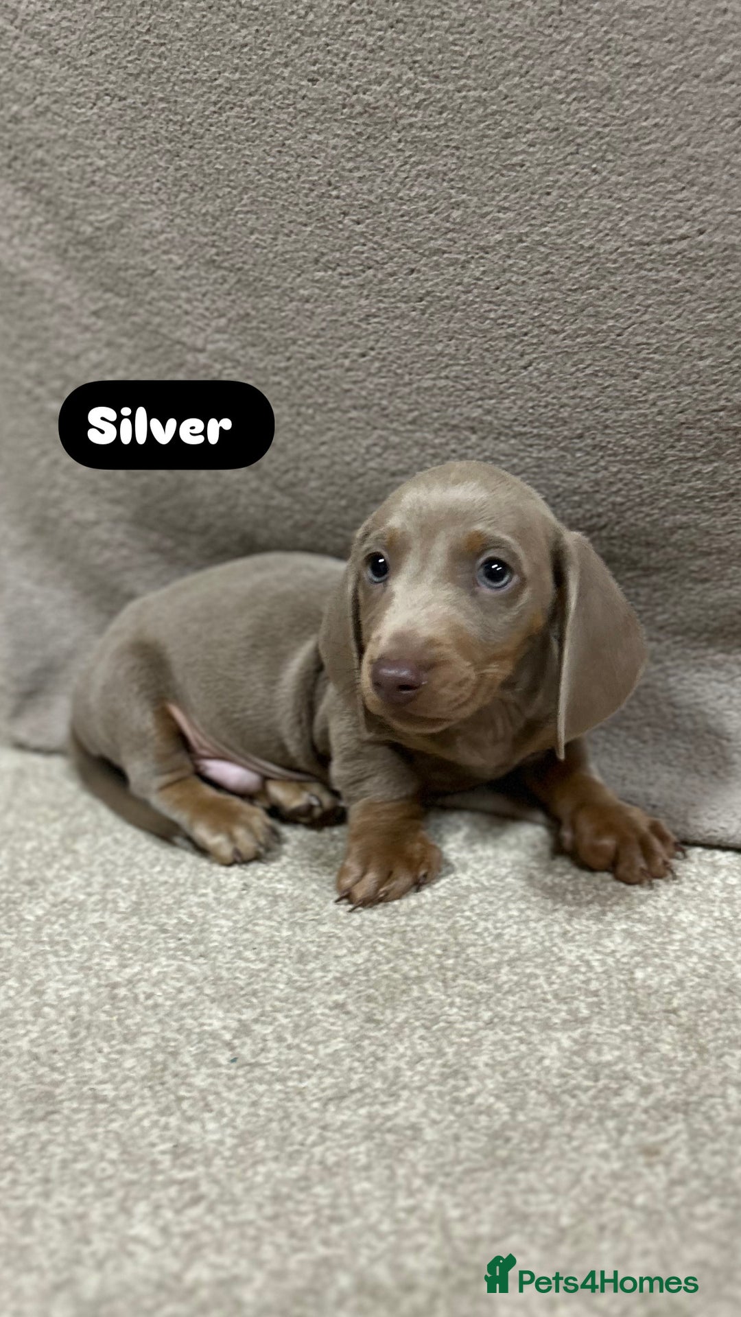 Miniature Dachshund dogs for sale: Stunning pure miniature dachshunds - Image 21