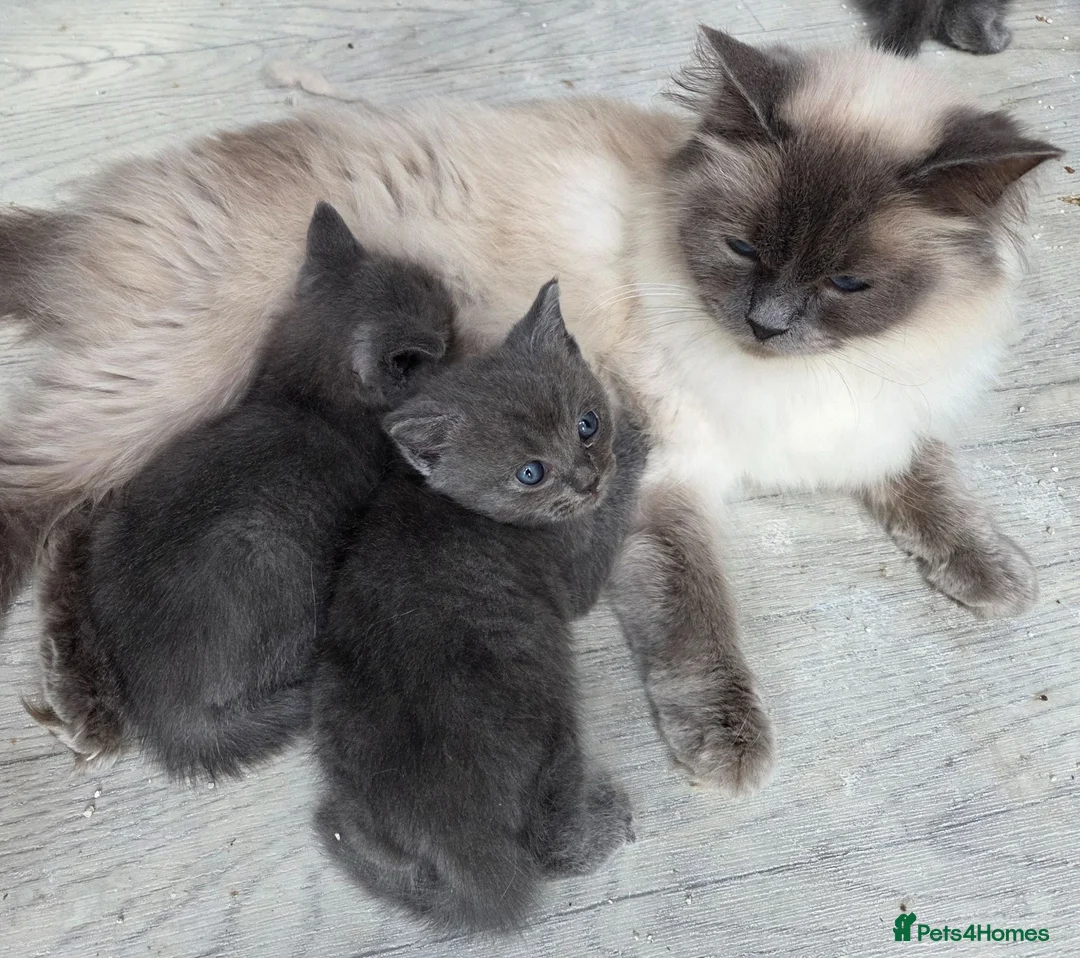 Ragdoll cats for sale: Ragdoll cross British Short hair - Advert 2