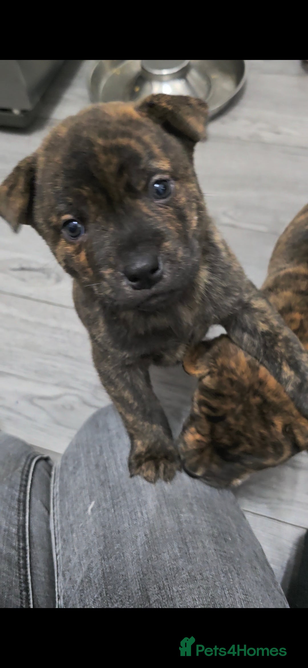 Mixed Breed dogs for sale: Chaffy puppies Chow x Staffy - Advert 19