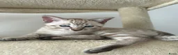 Bengal cats for sale: Snow bengal kittens in Otley - Advert 11