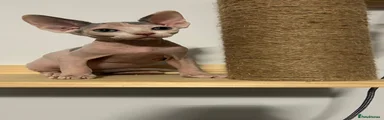 Sphynx Kitten 1 girl