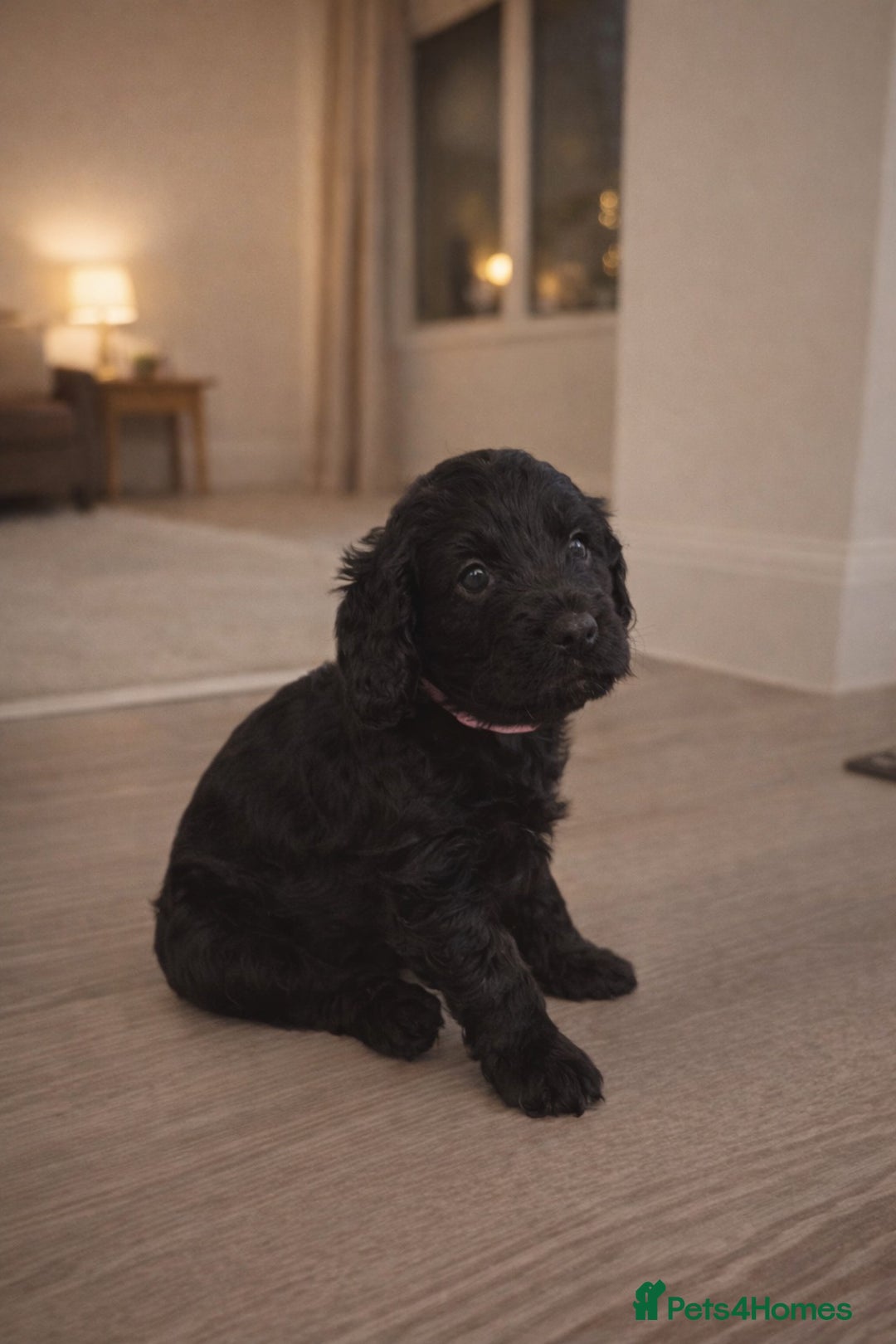 Cockapoo dogs for sale: Gorgeous F1 Cockapoo Puppies  - Advert 7