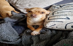 Chihuahua dogs for stud: STUD: Proven Fawn Chihuahua - Amesbury in Salisbury - Image 5