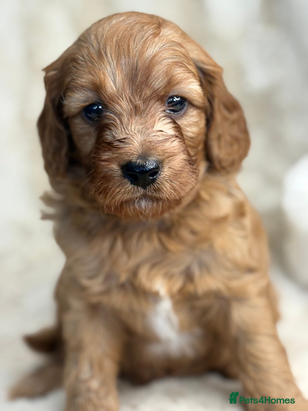 Cavapoo dogs for sale: Stunning health tested Cavapoo puppies - Image 13