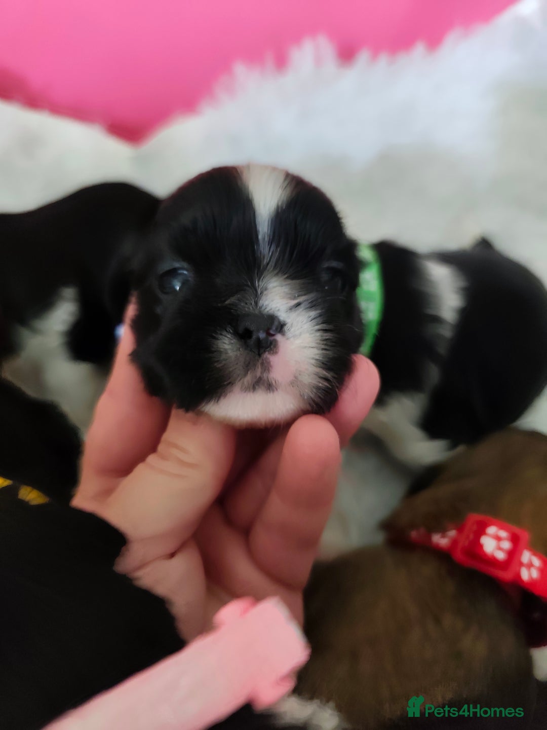 Shih Tzu dogs for sale: Shih Tzu puppies  - Image 8