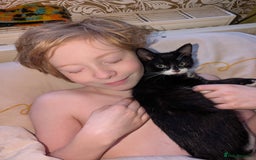 Mixed Breed cats for sale: Lovely little kittens - Image 2