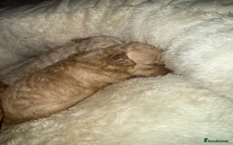 Miniature Poodle dogs for sale: Miniature Poodle  - Advert 5