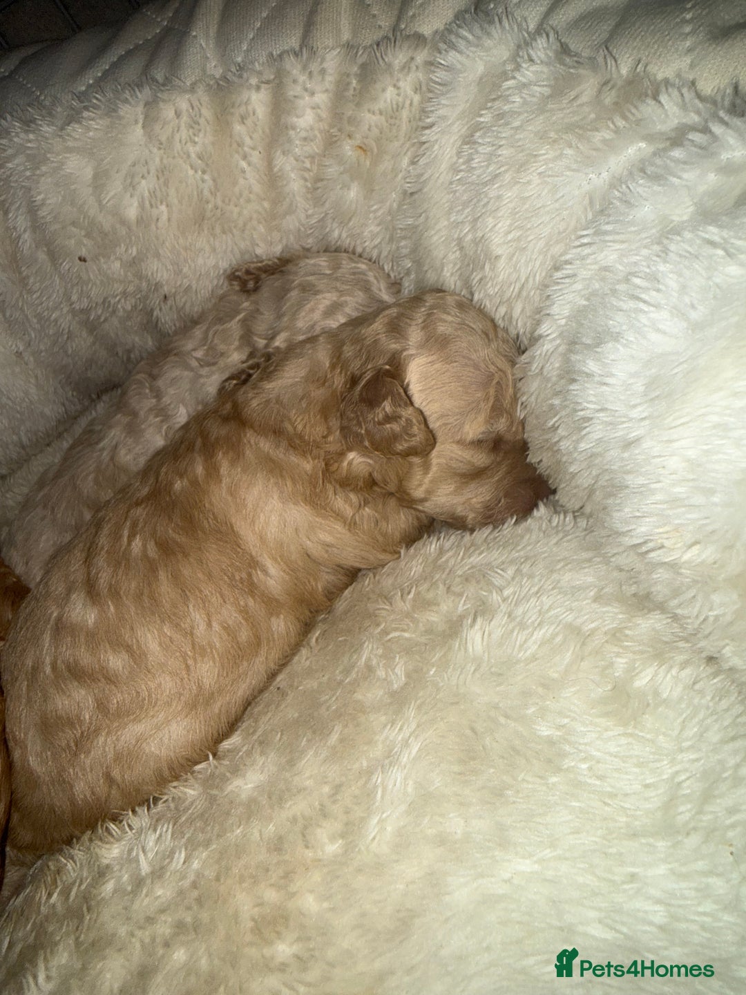 Miniature Poodle dogs for sale: Miniature Poodle  - Advert 5