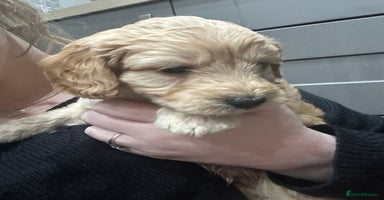 Cockapoo dogs - Advert 2