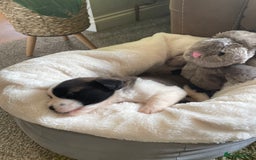 Saint Bernard dogs for sale: Stunning KC reg Saint Bernard puppies  - Image 6
