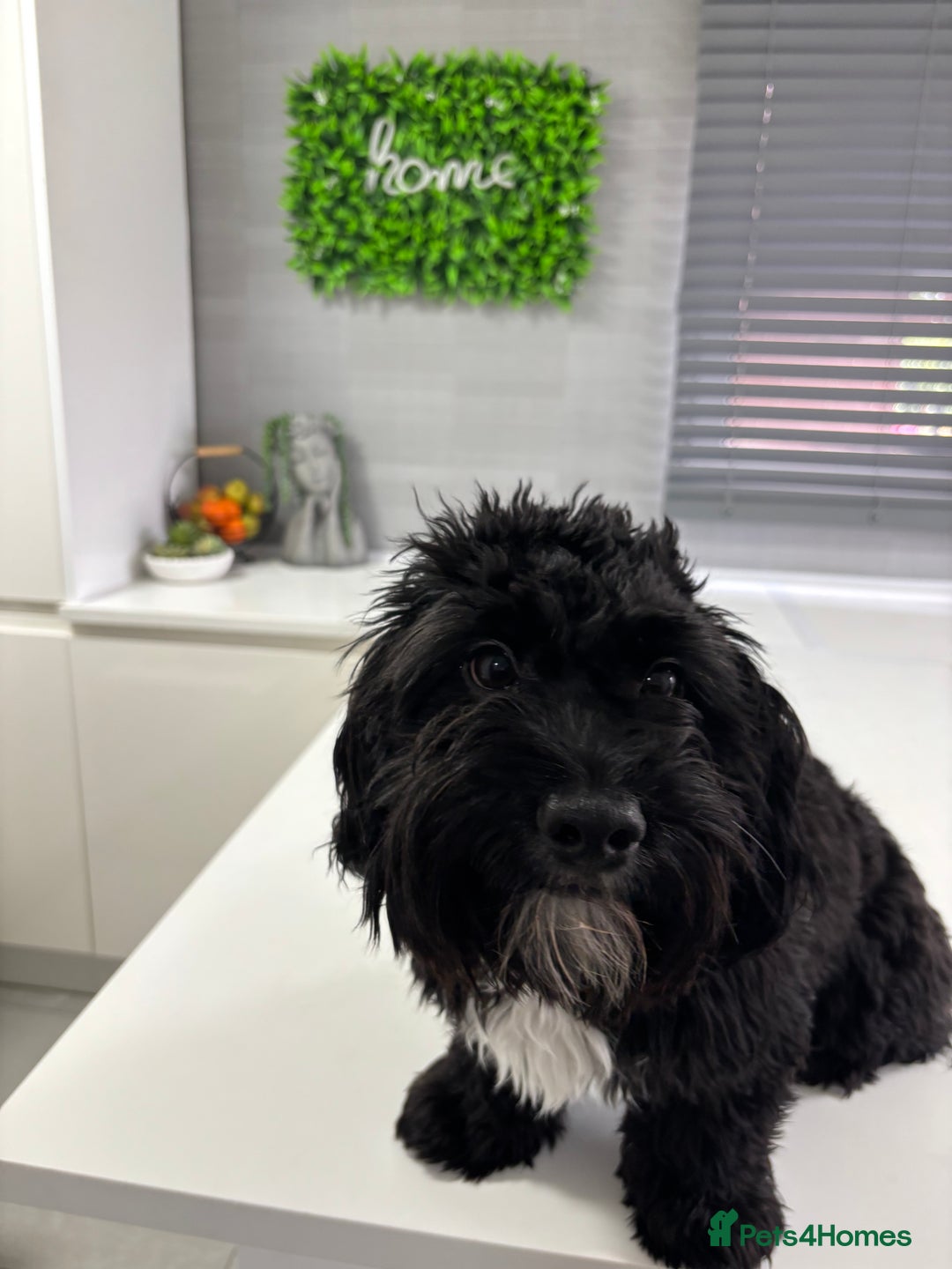 Shihpoo dogs for sale: Shihpoo  - Image 12