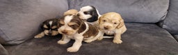 Cocker Spaniel dogs for sale: gorgeous cocker-spaniel puppies  - Advert 1