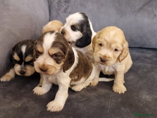Cocker Spaniel dogs gorgeous cocker-spaniel puppies - Advert 3