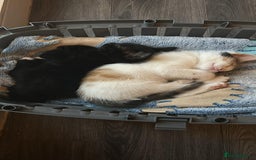 Mixed Breed cats for sale: Female kittens  - Image 1