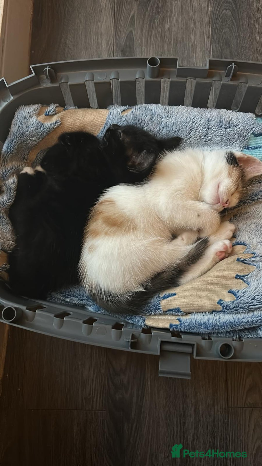 Mixed Breed cats for sale: Female kittens  - Image 1