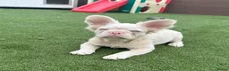 French Bulldog dogs for sale: Make & Female French Bulldog Puppies  - Advert 1