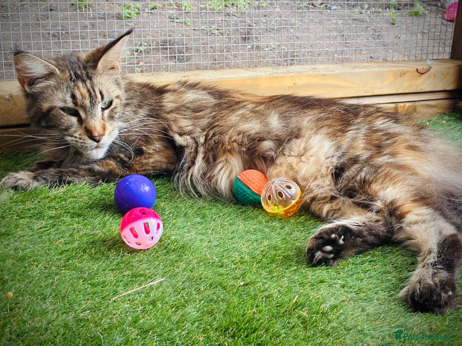 Maine Coon cats Maine Coon Kittens - Advert 1