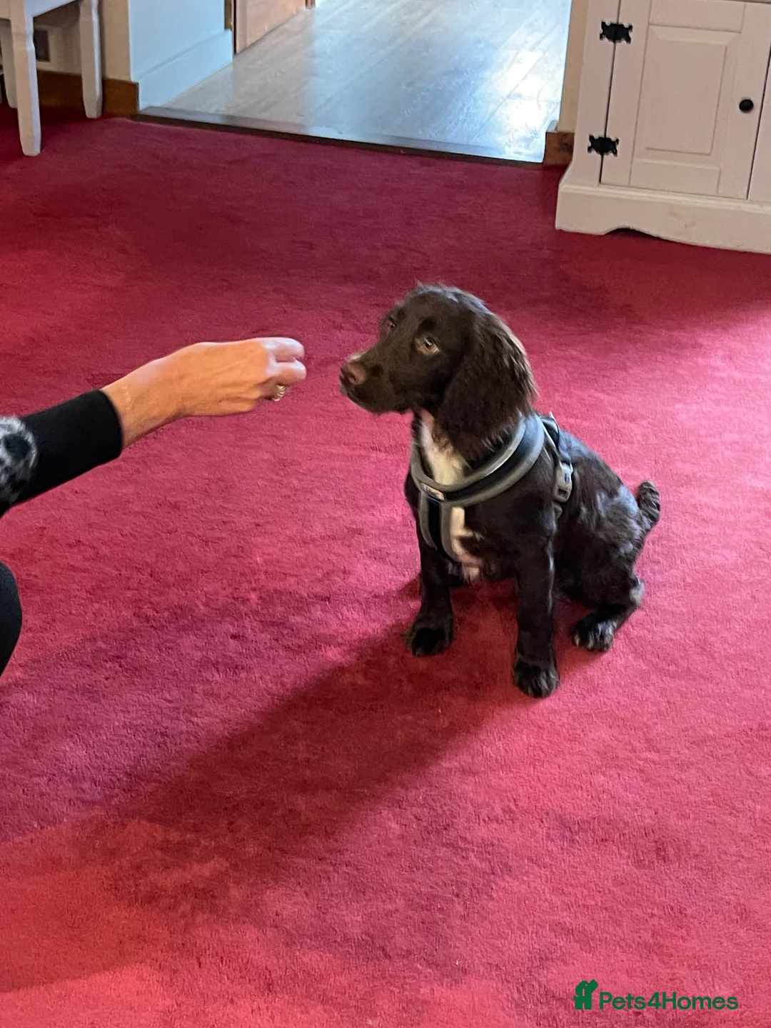 Cocker Spaniel dogs for sale: Gorgeous cocker spaniel  - Advert 9