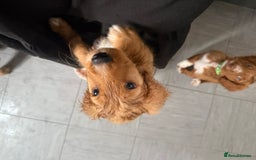 Cockapoo dogs for sale: 2 Beautiful Boy Cockapoo Puppies Left!! - Image 18