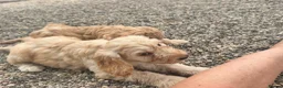 Cockapoo dogs for sale: Stunning Standard Cockapoos  - Advert 12