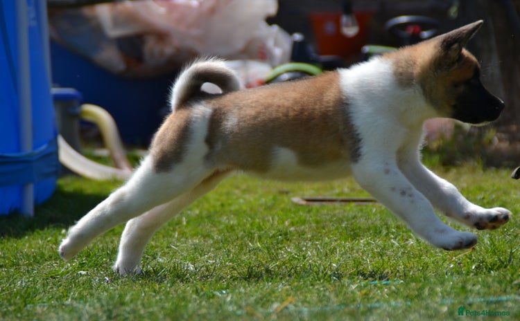 Akita dogs - Advert 4