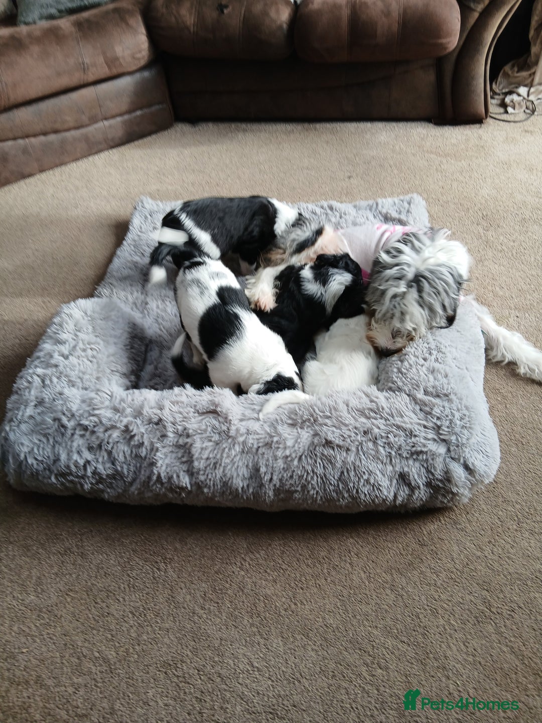 Mixed Breed dogs for sale: 1 male puppy 7 weeks old  - Advert 3