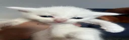 Turkish Angora cats for sale: Turkish Angora Kittens For Sale - Advert 6