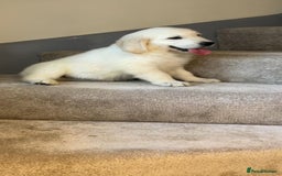 Golden Retriever dogs for sale: White Golden Retriever  - Image 9