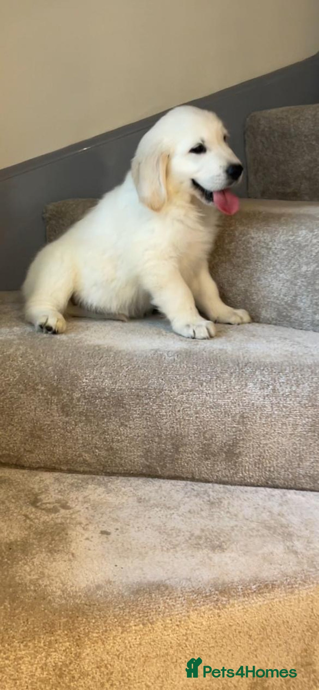 Golden Retriever dogs for sale: White Golden Retriever  - Image 9