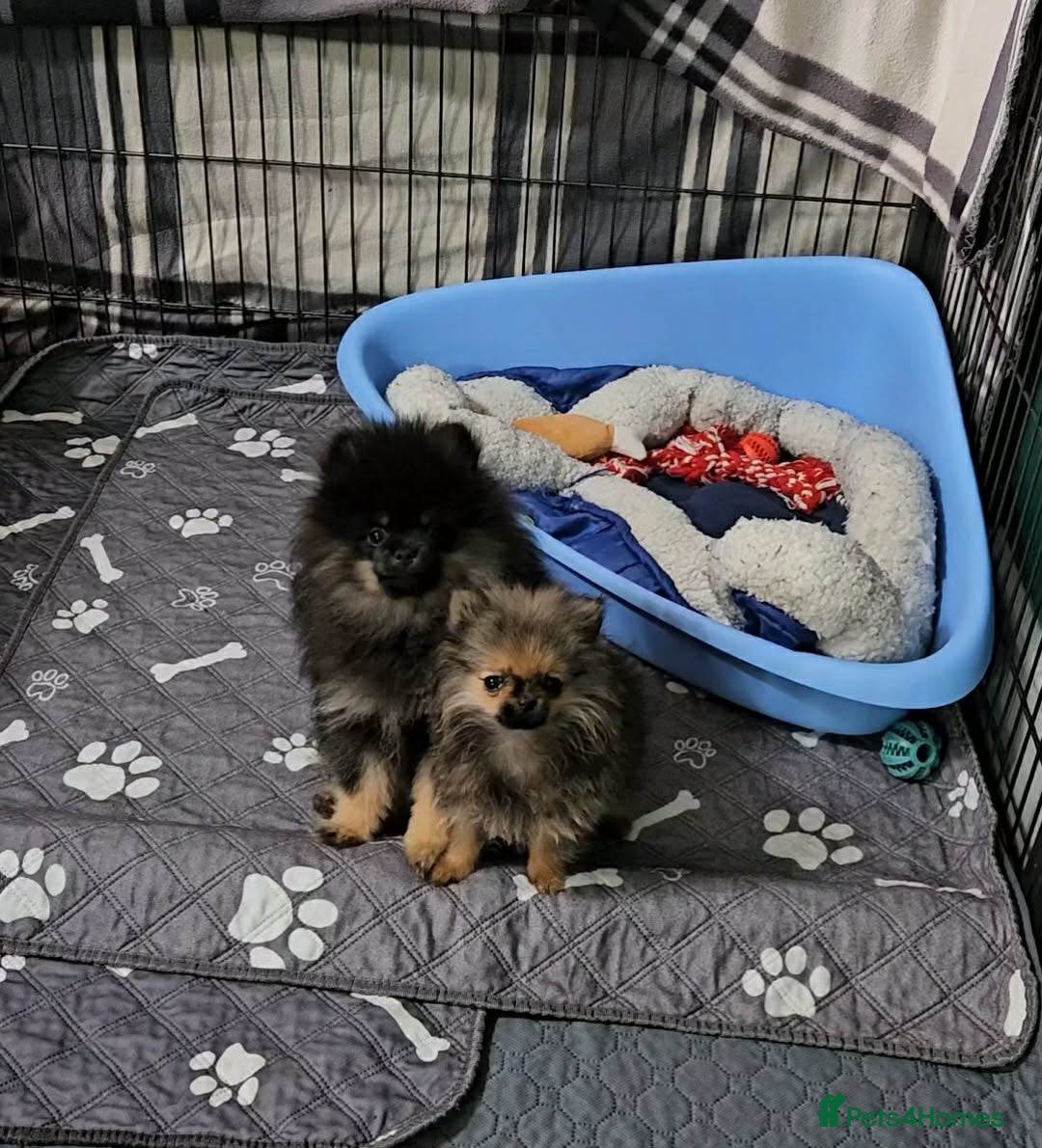 Pomeranian dogs FULLY VACCINATED.. Champion line, Pomeranian pups - Advert 1