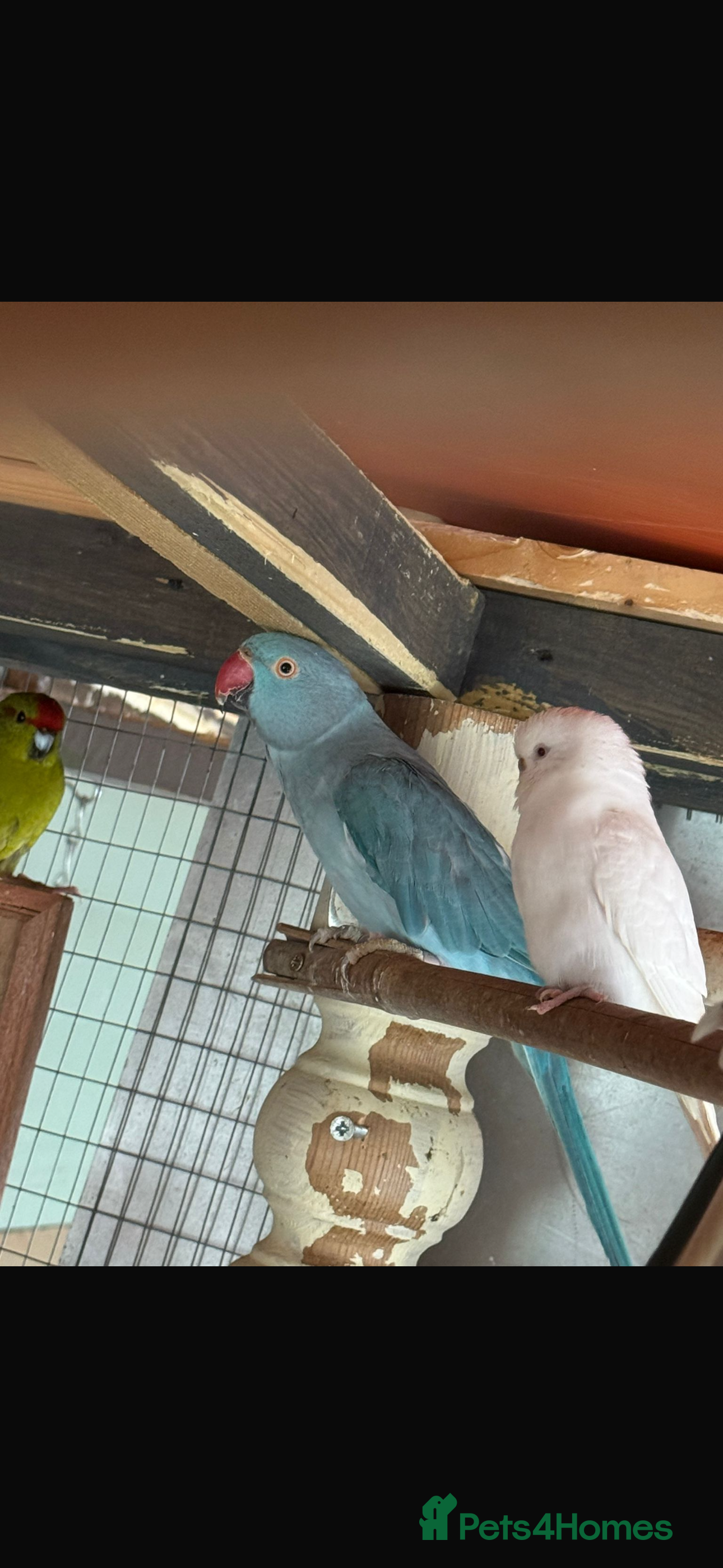 Parrots birds Ringneck Parrots & Amazon Green - Advert 13