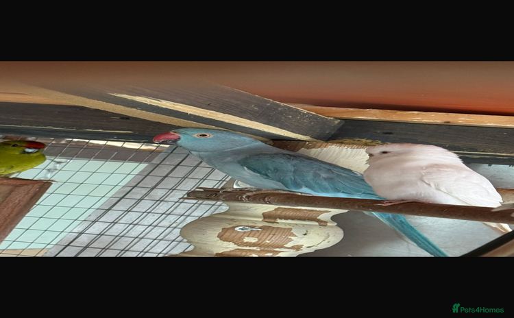 Parrots birds - Advert 1
