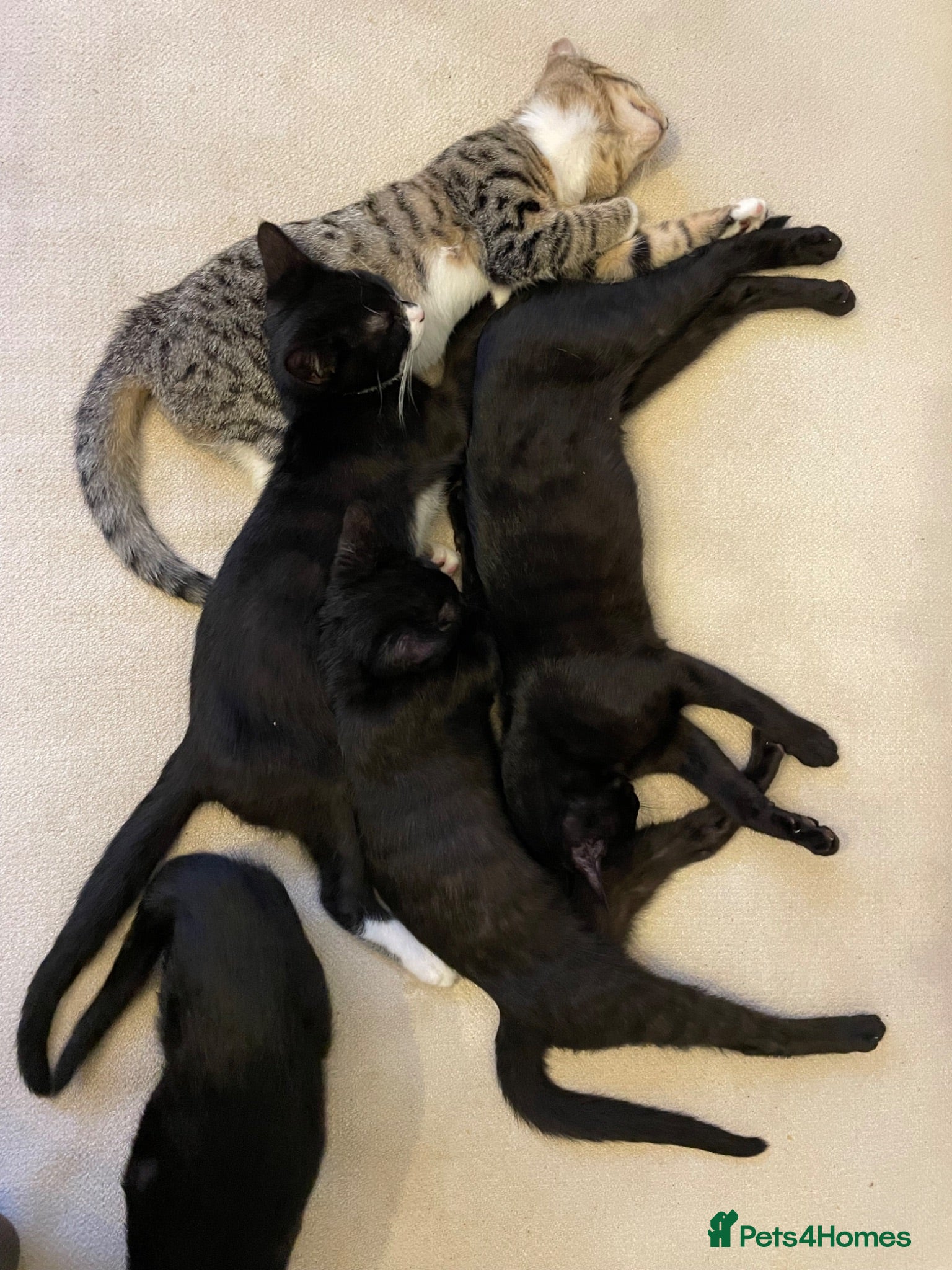 Mixed Breed cats 5 lovely kittens looking for a home  - Advert 1