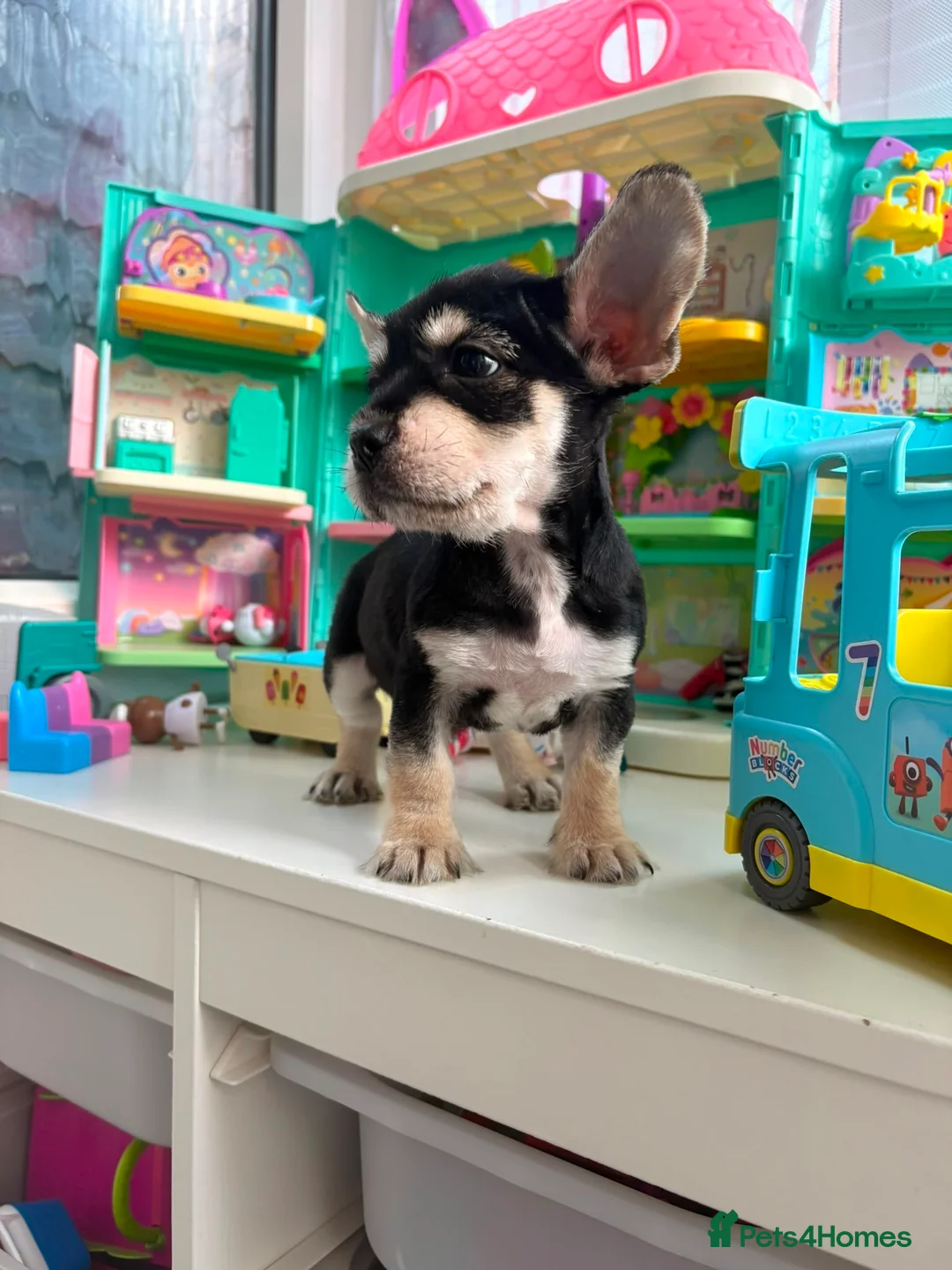 Mixed Breed dogs for sale: French bulldog / Chihuahua  - Advert 1