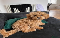 Shihpoo dogs for sale: Shipoo Pups - Image 17
